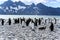 King penguins sunbathing on the beach in front of the rugged snow-capped mountains Gold Harbour, South Georgia, Antarctica