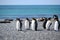 King penguins sunbathing on the beach of Gold Harbour, South Georgia, Antarctica