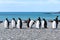 King penguins sunbathing on the beach of Gold Harbour, South Georgia, Antarctica