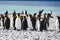 King penguins sunbathing on the beach of Gold Harbour, South Georgia, Antarctica