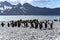 King penguins sunbathing on the beach of Gold Harbour, South Georgia, Antarctica