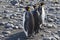 King penguins, three penguins standing at beach in sunshine, Antarctica