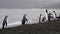 King Penguins walk on beach