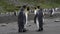 King Penguins walk on beach