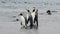 King penguins walk on beach