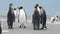 King Penguins walk on beach