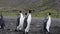 King Penguins walk on beach