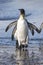 King penguins walking through the incoming waves