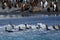 King penguins in the water(Aptenodytes patagonicus)