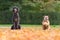 King Poodle and Continental Bulldog are sittin in autumn in a colored meadow in front of trees