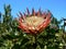 King Protea