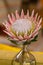 King Protea Blossom on Display