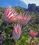 King Protea cluster in Kirstenbosch Botanical Gardens