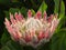 King Protea, Detail