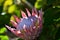 King protea flower