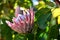 King protea flower