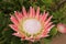 King Protea flower