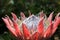 King Protea Flower Blossom with Pink Spikes