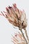 King protea flower. Dried Pink Protea Plant . Lifestyle image.