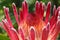 King Protea flower-head coral-pink bloom