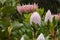 King protea flowerheads