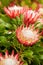 King Protea flowers close up