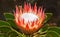 A King Protea, that grows wild in the Western and Eastern Cape of South Africa