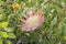 King Protea, King Sugar Bush, Protea cunaroides in mountain fynbos