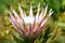 King Protea, Kirstenbosch Botanical Garden, Cape Town, South Africa
