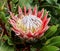 King Protea Kirstenbosch Gardens