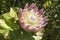 King Protea - national flower of South Africa