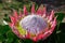 King protea pink flower blooming