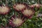 King Protea pink flower heads