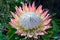 King Protea, South Africa`s national flower