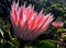 King Protea South Africa\'s National Flower