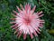 King protea Tropical Flower