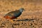 King quail bird