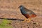 King quail bird