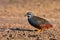 King quail bird