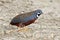 King quail Blue-breasted quail Coturnix chinensis Male Birds of Thailand