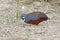 King quail Blue-breasted quail Male Coturnix chinensis Birds of Thailand