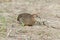 King quail Button Quail Blue-breasted quail Coturnix chinensis Female Cute Birds of Thailand