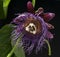King`s Grenadille, Passiflora quadrangularis