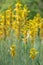 King`s spear, Asphodeline lutea, flowering plants in the sun