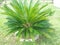 King Sago Palm