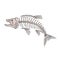 King Salmon Skeleton Drawing