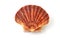 King scallop, saint jacques on white background