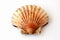 King scallop, saint jacques on white background