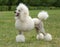 King size white poodle dog portrait