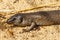 King Skink in Western Australia